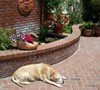 Brittany Resting After A Long Day Of Gardening