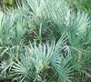 Silver Saw Palmetto Palm