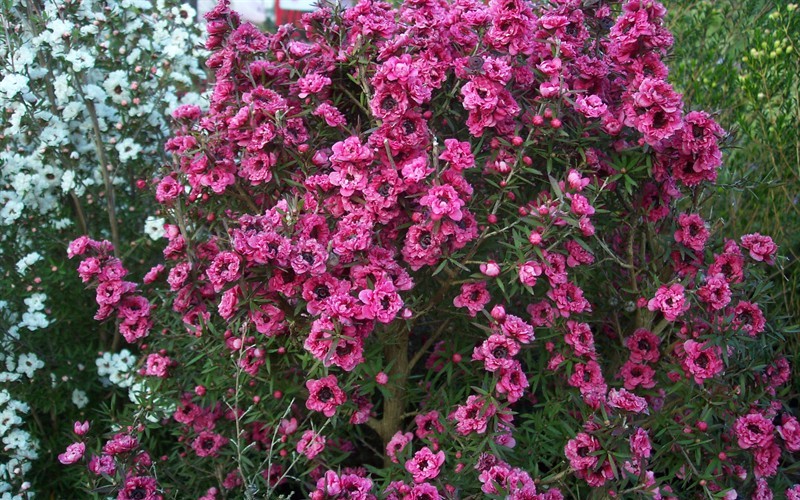 Leptospermum 