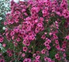 Leptospermum 
