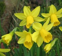 Narcissus 'Tete-A-Tete' Picture