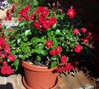 Warm & Fuzzy Rose Picture
