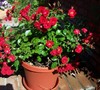 Warm & Fuzzy Rose