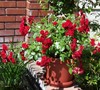 WARM & FUZZY MINIATURE ROSE