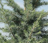 Sterling Frost Deodara Cedar Picture