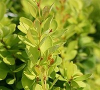 Golden Rocket Barberry Picture