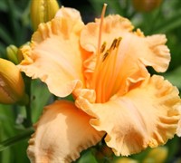 Bermuda Peach Daylily Picture