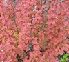 Orange Rocket Barberry