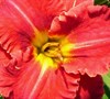 Aruba Red Daylily