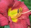 Jamaica Sunrise Daylily