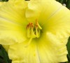 Montego Melon Daylily
