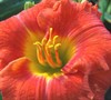 Caribbean Coral Daylily