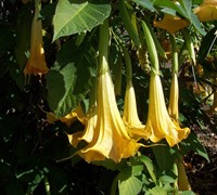 Angel's Trumpet Picture
