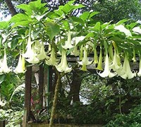 Angel's Trumpet Picture