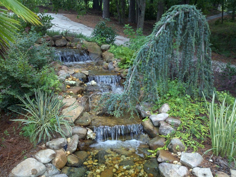 Weeping Blue Atlas Cedar at Waterfall!