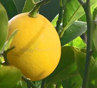 Meyer Lemon Picture