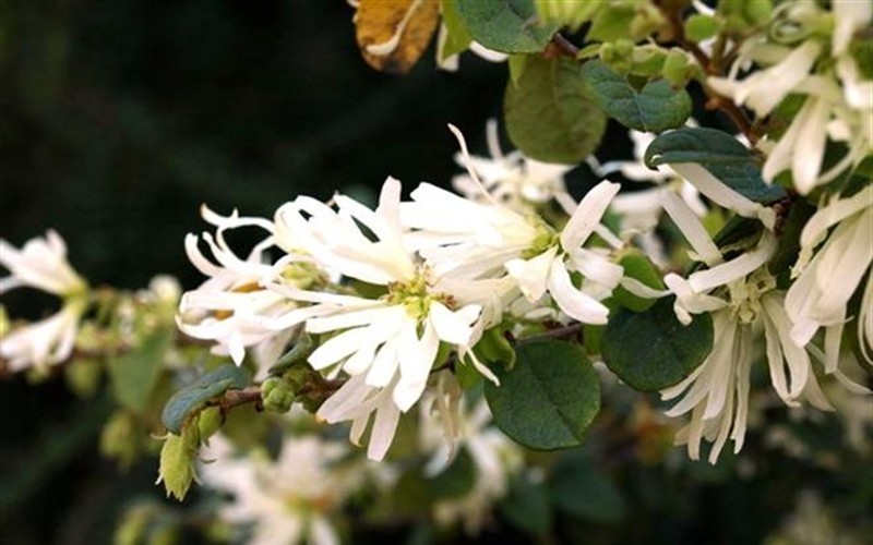 Snowmound Loropetalum Picture