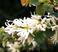 Snowmound Loropetalum Picture