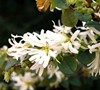 Snowmound Loropetalum