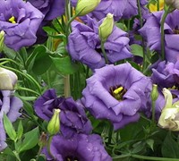 Lisianthus Picture