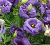 Lisianthus
