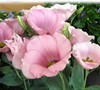 LISIANTHUS