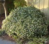 Winter Daphne