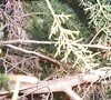 Picture about Inner Stems Dying On Carolina Sapphire Cypress