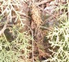 Picture about Inner Stems Dying On Carolina Sapphire Cypress