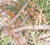 Picture about Inner Stems Dying On Carolina Sapphire Cypress