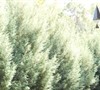 Picture about Inner Stems Dying On Carolina Sapphire Cypress