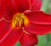 Frankly Scarlet Daylily Picture