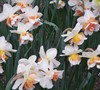 Replete Daffodil