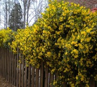 Butterscotch Jasmine Picture
