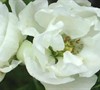 O Yashima Flowering Quince
