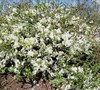 O Yashima Flowering Quince