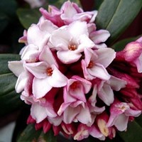 Fragrant Winter Daphne