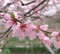 Red Haven Peach Tree Picture