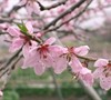 Red Haven Peach Tree