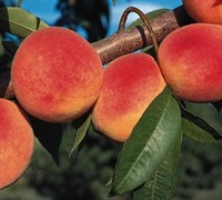 Red Haven Peach Tree Picture