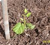 Arctic Beauty Kiwi - Just Planted