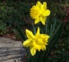 King Alfred Daffodil