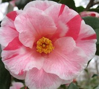 Lady Vansittart Camellia Picture