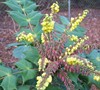 Leatherleaf Mahonia Picture