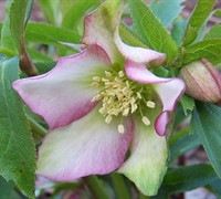 Helleborus Picture