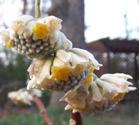 Edgeworthia Picture