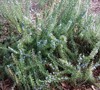 Tuscan Blue Rosemary