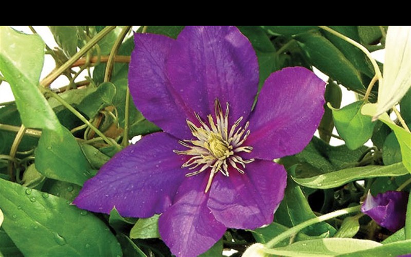 Clematis Lady Betty Balfour