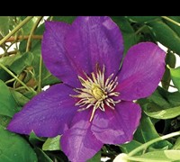 Clematis 'Lady Betty Balfour' Picture