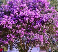 Twilight Crape Myrtle Picture